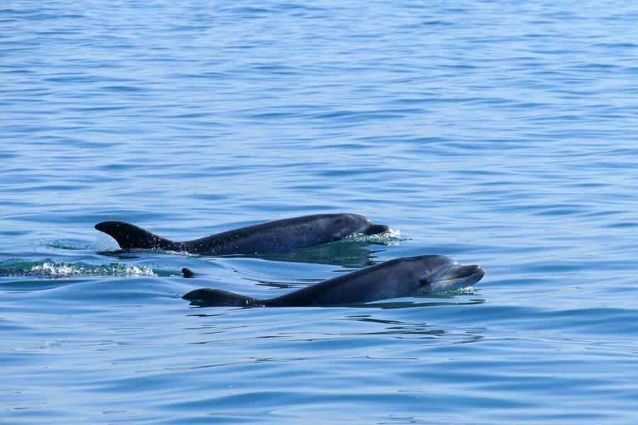 From Faro: Wildlife and Dolphin-Watching Speedboat Tour - Returning through the Ria Formosa