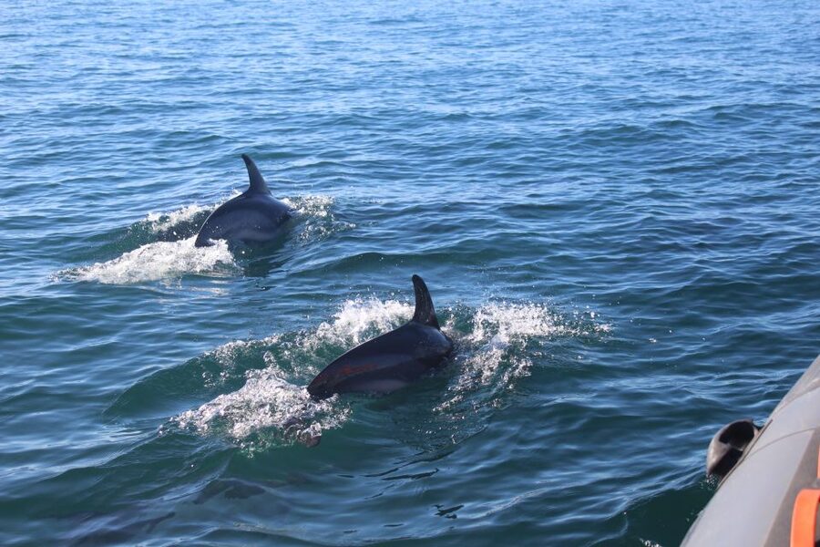 From Faro: Wildlife and Dolphin-Watching Speedboat Tour - What the $58 price gets you