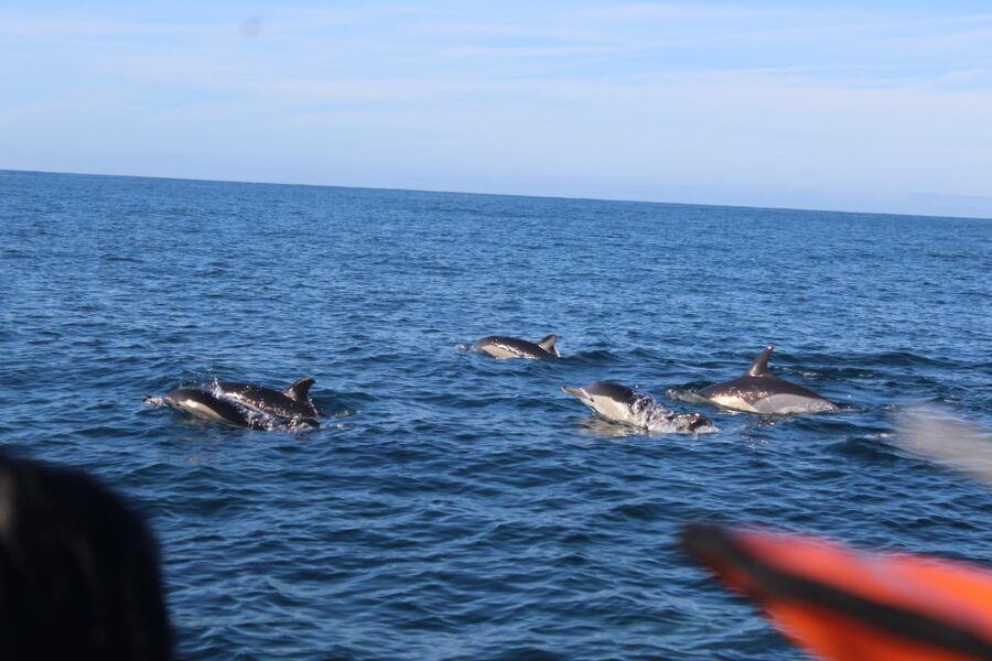 From Faro: Wildlife and Dolphin-Watching Speedboat Tour - Who will enjoy this speedboat trip
