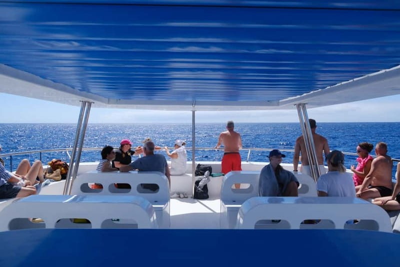 From Funchal: Ecological Catamaran Dolphin Whale Watching - Should you book the Magic Dolphin Eco?
