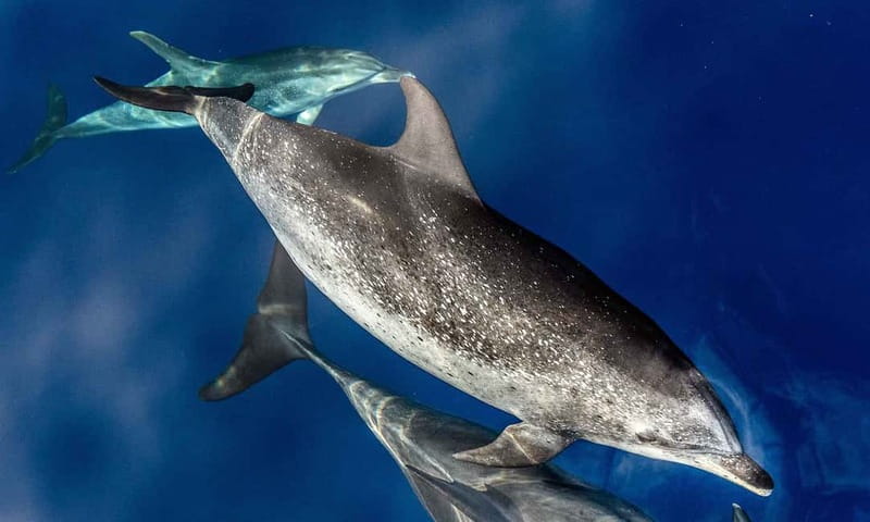 From Funchal: Ecological Catamaran Dolphin Whale Watching - Finding dolphins and whales with help from shore