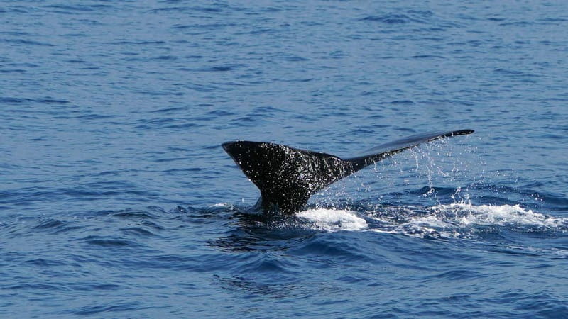 From Funchal: Ecological Catamaran Dolphin Whale Watching - Is $40 a fair price for three hours?
