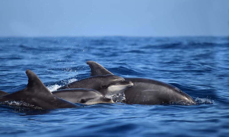 From Funchal: Ecological Catamaran Dolphin Whale Watching - Who will like this trip most?