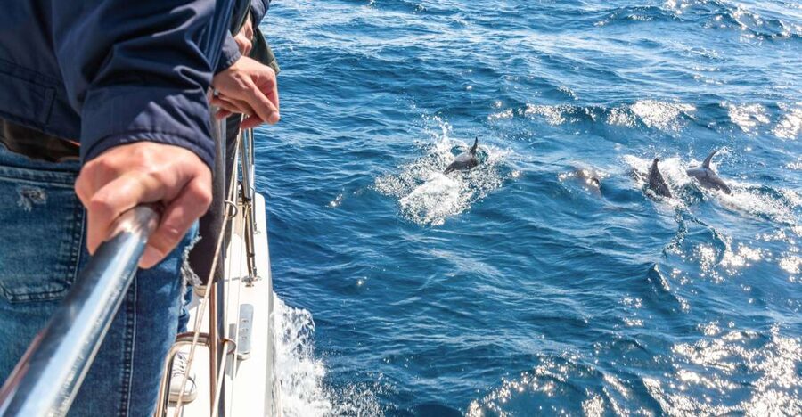 From Funchal: Madeira Dolphin and Whale Watching Tour - Key points to know before booking