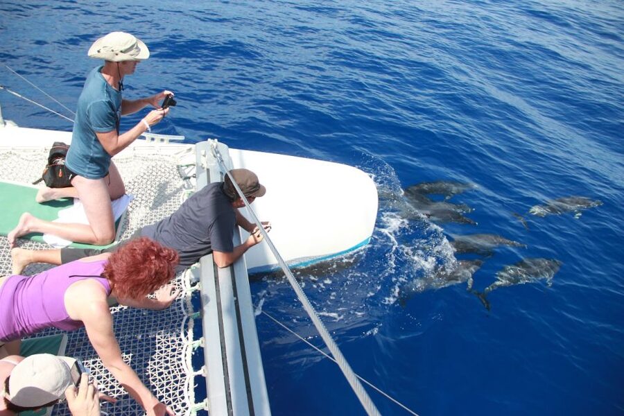 From Funchal: Madeira Dolphin and Whale Watching Tour - Cabo Girão from sea level