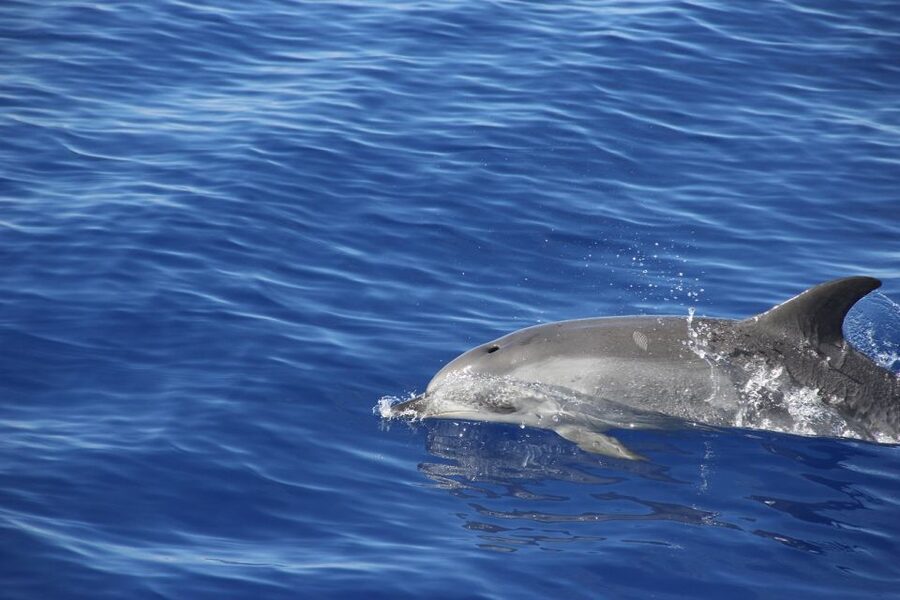 From Funchal: Madeira Dolphin and Whale Watching Tour - The return along Funchal’s coastline