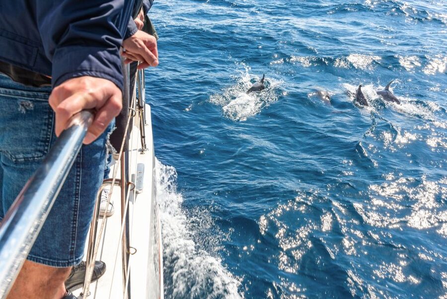 From Funchal: Madeira Dolphin and Whale Watching Tour - What you may see around Madeira’s south coast