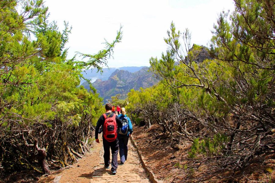 From Funchal: Madeira Peaks Mountain Walk - Plants, flowers, and the old heather forest