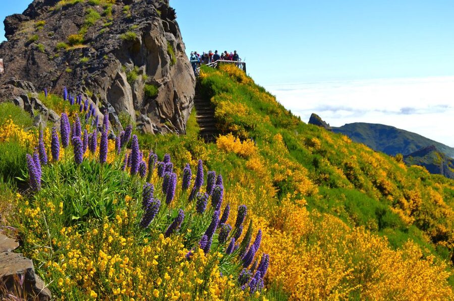 From Funchal: Madeira Peaks Mountain Walk - Transport, pickups, and the eight-hour schedule