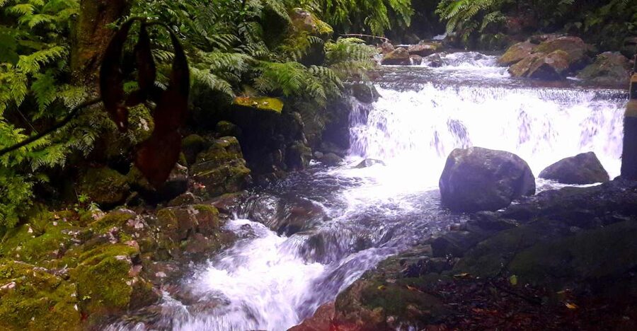 From Funchal: São Jorge Valleys Levada Walk - What the rainforest section feels like