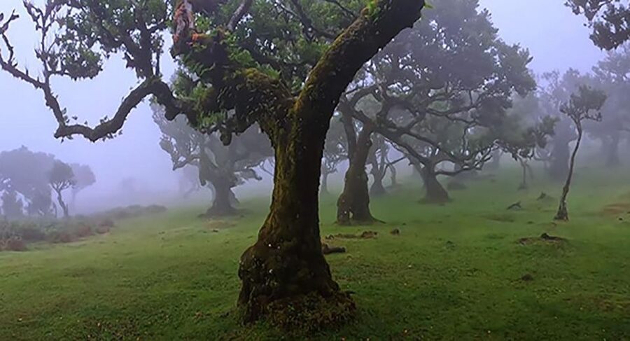 From Funchal: West Madeira Waterfalls and Fanal Forest Tour - Cabo Girão brings the big coastal view