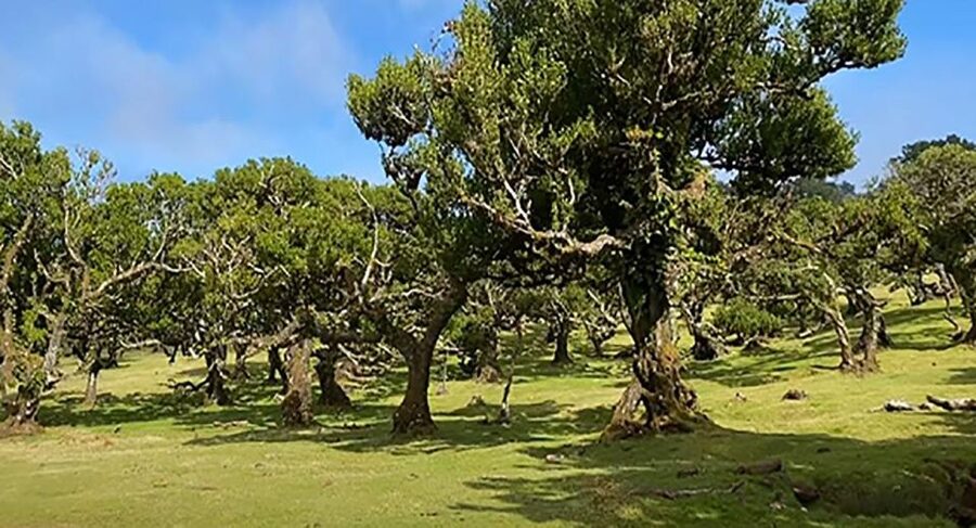 From Funchal: West Madeira Waterfalls and Fanal Forest Tour - Ribeira da Janela adds a quick northern-coast pause