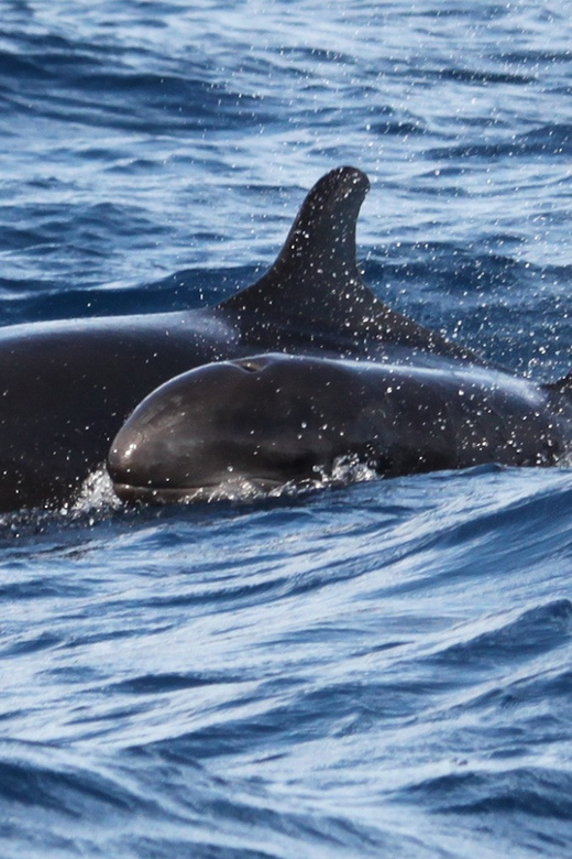From Funchal: Whales and Dolphin Adventure Tour - Searching Madeira’s open water for whales and dolphins