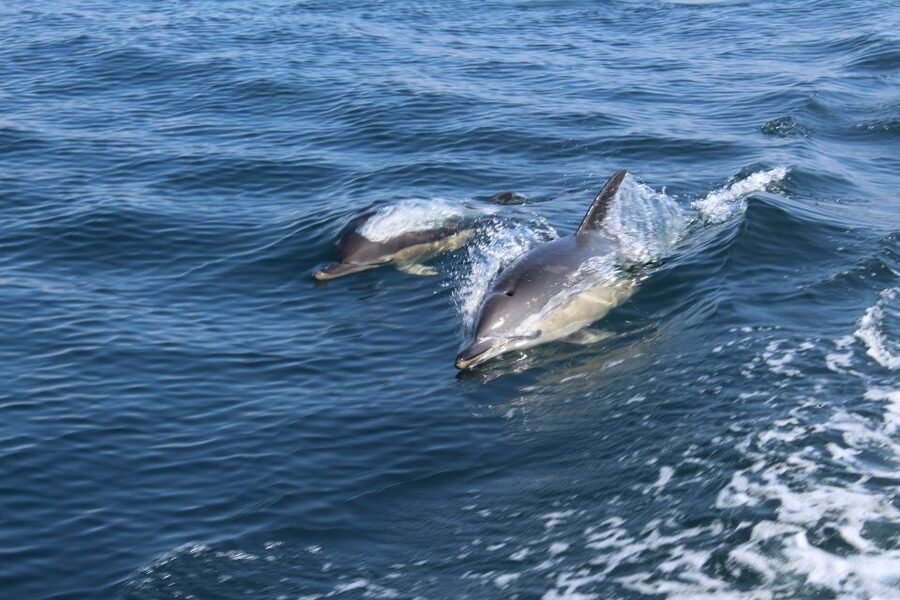 From Lagos: Dolphin Watching Boat Trip w/Marine Biologists - How the 90-minute search works