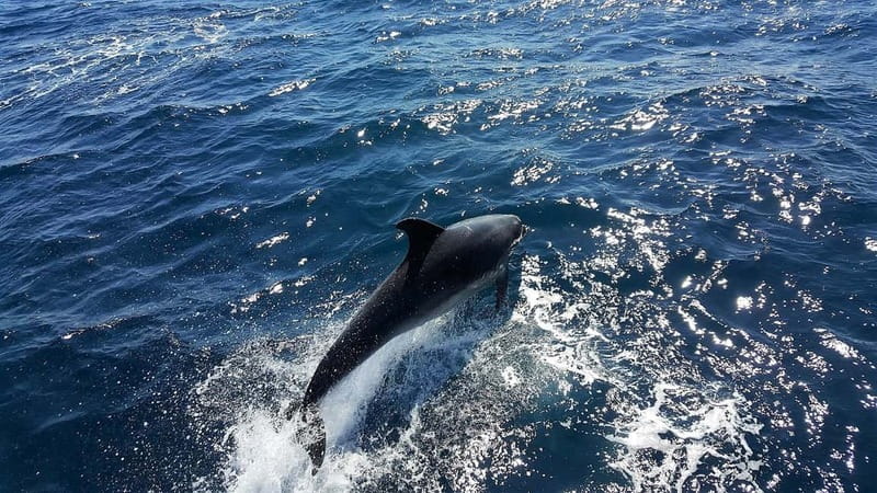From Lagos: Dolphin Watching Catamaran Cruise - The Algarve coast between sightings