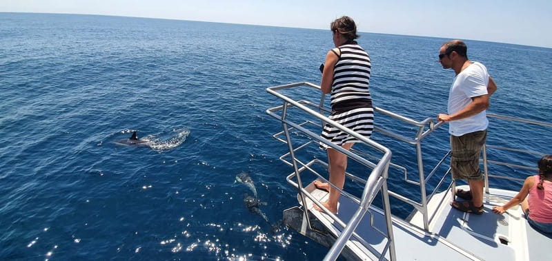 From Lagos: Dolphin Watching Catamaran Cruise - Who will enjoy this cruise most