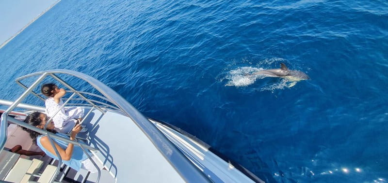 From Lagos: Dolphin Watching Catamaran Cruise - Final call: should you book it?