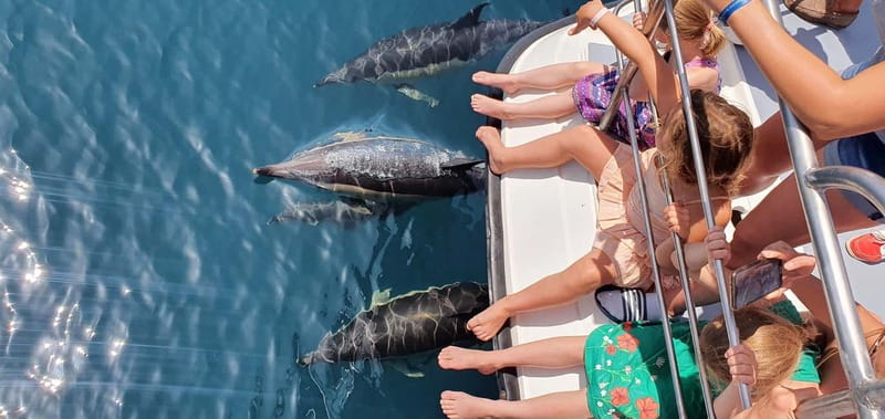 From Lagos: Dolphin Watching Catamaran Cruise - Searching for dolphins off Lagos