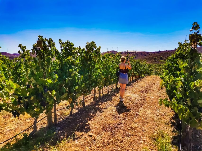 From Lagos: Small-Group 4-Hour Wine Tasting Tour - The countryside ride adds more than scenery