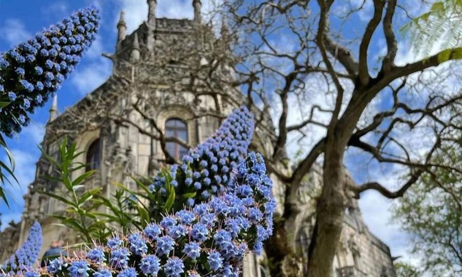 From Lisbon: Sintra, Pena Palace and Regaleira Day Trip - The real price and what you receive