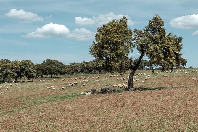From Lisbon to Alentejo: Évora and Megaliths Full-Day Tour - Almendres Cromlech and Portugal’s Neolithic Past