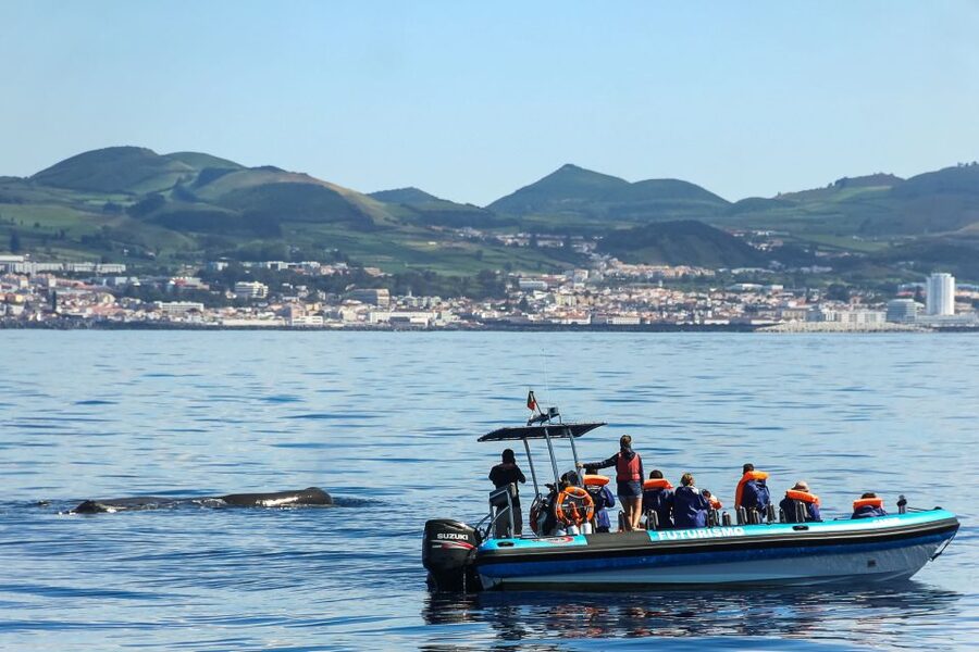 From Ponta Delgada: Whale and Dolphin Watching Trip - FAQ
