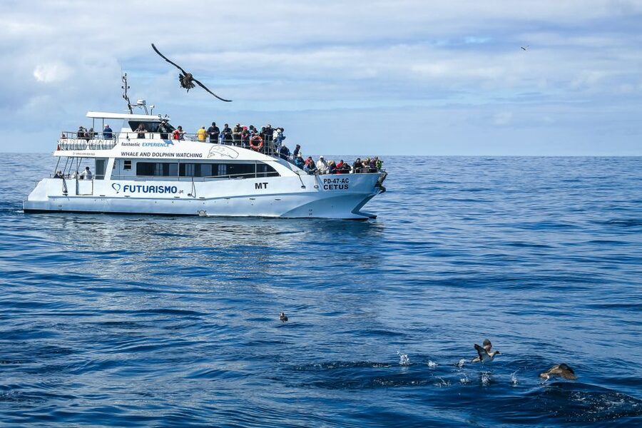 From Ponta Delgada: Whale and Dolphin Watching Trip - Close encounters, with sensible boundaries