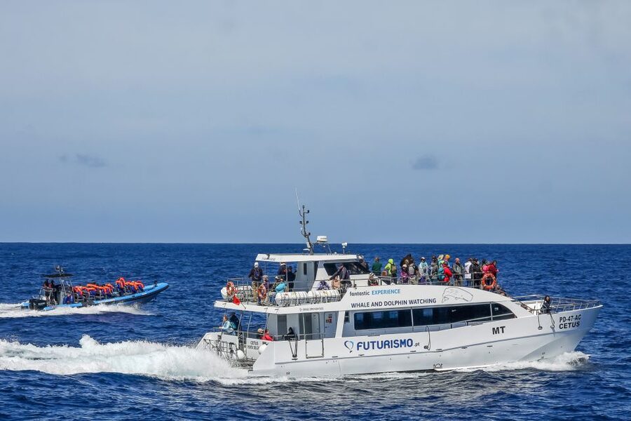 From Ponta Delgada: Whale and Dolphin Watching Trip - Choosing between the catamaran and Zodiac
