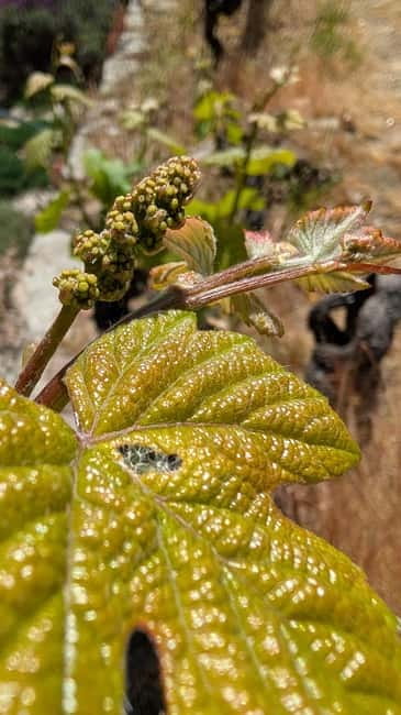 From Porto: 2 Wine Regions, Farm-to-Table Lunch & Boat - Amarante and the first Vinho Verde tasting