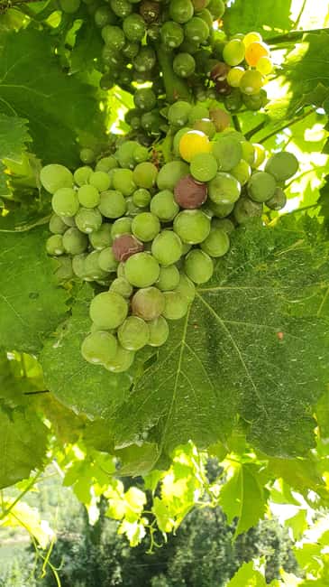 From Porto Day Douro Valley Wine Tour 2 Wine Tasting & Lunch - Pinhão and the river views