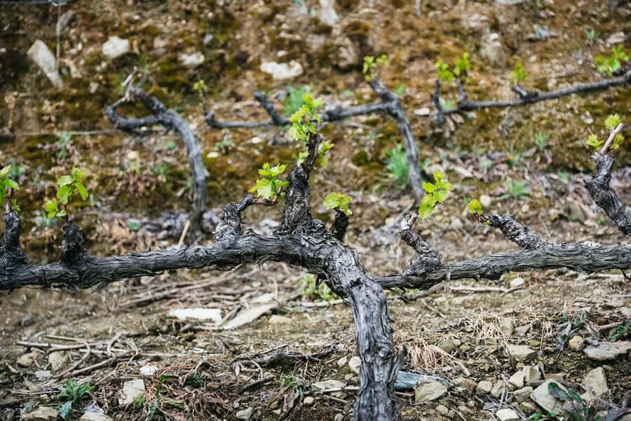 From Porto: Douro Valley Wine Tour with Lunch and Cruise - Entering the Douro Valley by road