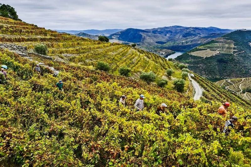 From Porto: Douro Valley with Wineries, Lunch and Boat Trip - How much value do you get for $171?