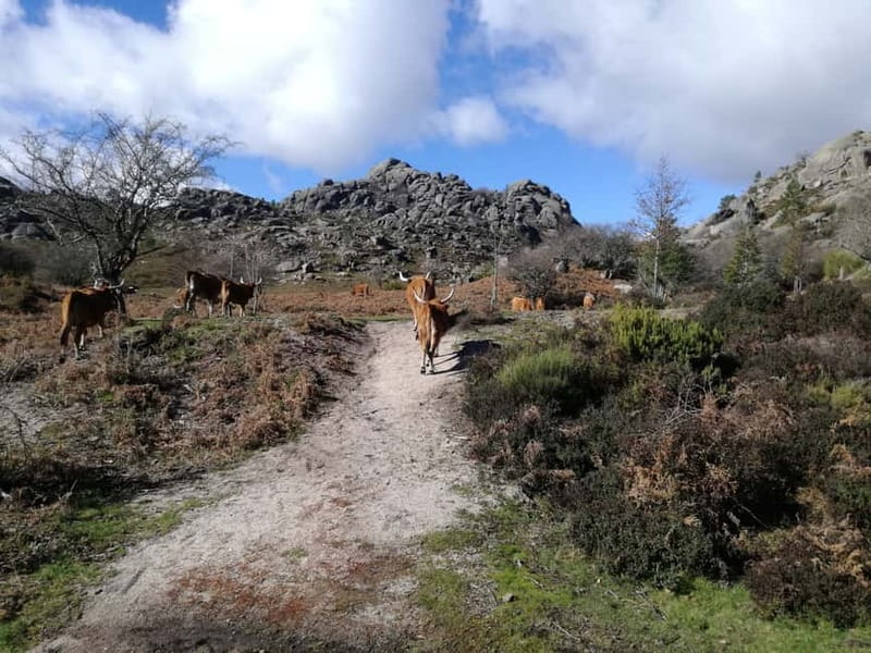 From Porto: Hike, Swim or just Explore Gerês National Park - The Porto meeting point keeps the start simple