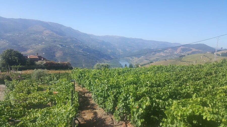 From Porto: Private Douro Valley Tour with Booking Service - How the $411 price compares in value