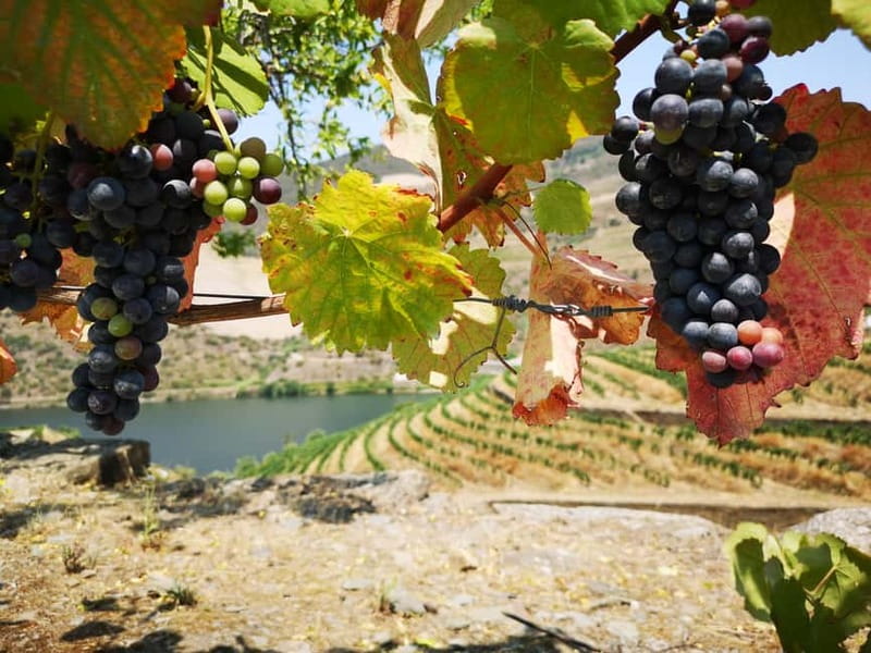 From Porto: Tastings at 2 Wineries, Chef's Lunch & Boat Tour - Who should book this Douro Valley day
