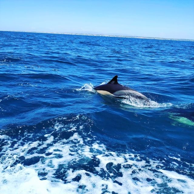 From Vilamoura: 2.5-Hour Benagil Cave and Dolphins Boat Tour - Leaving Vilamoura Marina for the Algarve coast