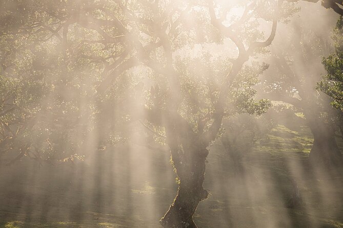 Full Day Madeira Island Tour - Open Roof - Fanal Forest is the atmospheric high point
