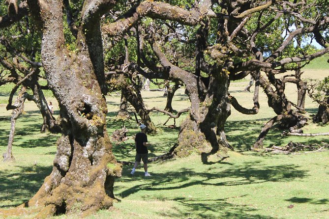 Full-Day Small Group Jeep Safari Tour from Funchal - Timing, group size, and the best way to prepare