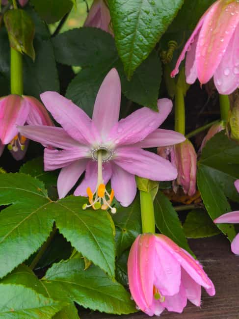 Funchal Agriculture Green Tour - Who will get the most from six hours
