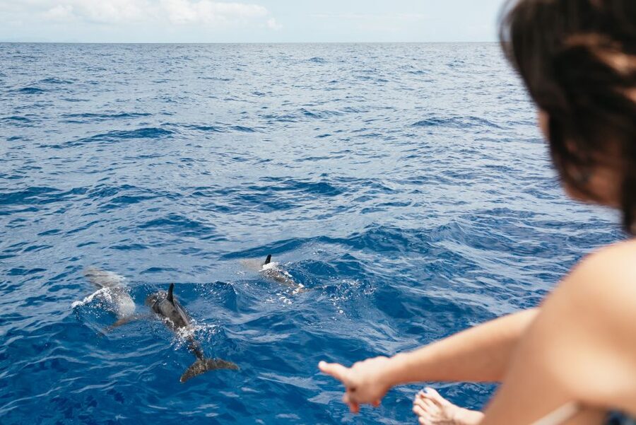 Funchal Bay: Dolphin & Whale Watch Luxury Catamaran Cruise - Who will enjoy this three-hour cruise?