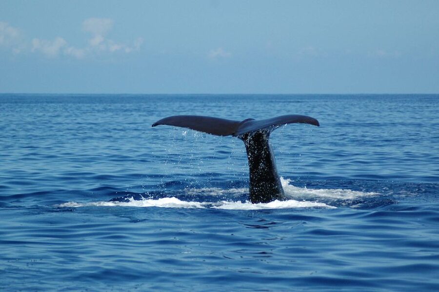 Funchal: Dolphin and Whale Watching Catamaran Cruise - How the crew handles wildlife