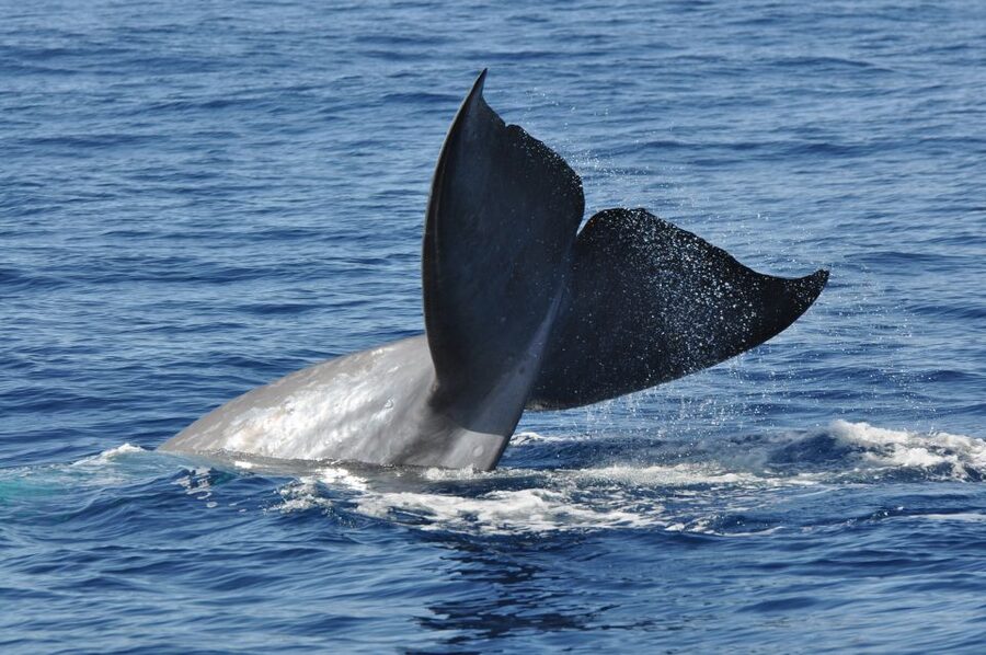 Funchal: Dolphin and Whale Watching Catamaran Cruise - What $41 buys you