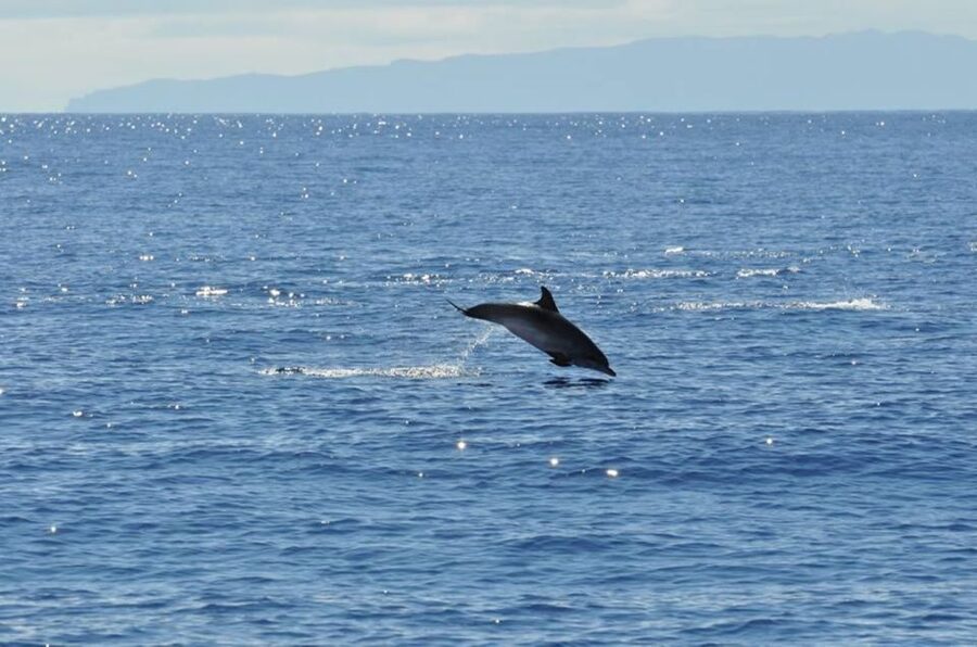 Funchal: Dolphin and Whale Watching Catamaran Cruise - Choosing the best time for your outing