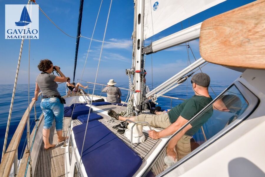 Funchal: Dolphin and Whale Watching Sailing Trip - Six practical questions before you go