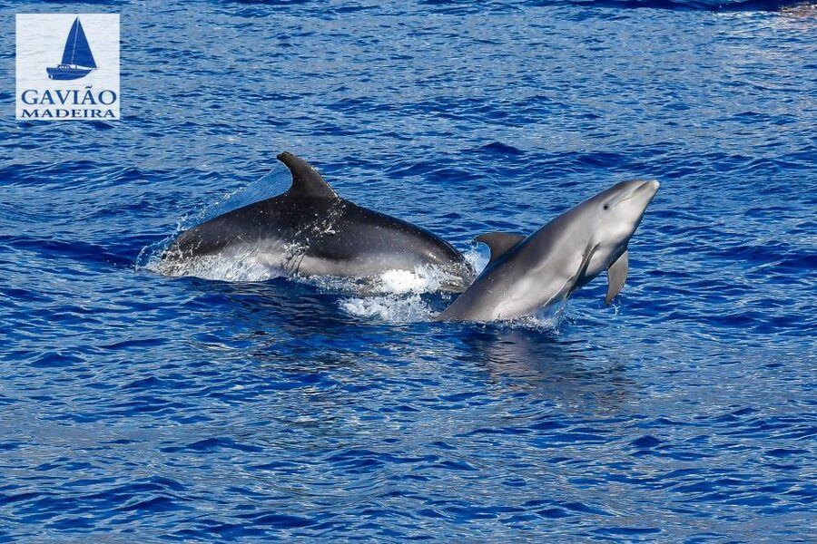 Funchal: Dolphin and Whale Watching Sailing Trip - Weather, sailing, and practical comfort