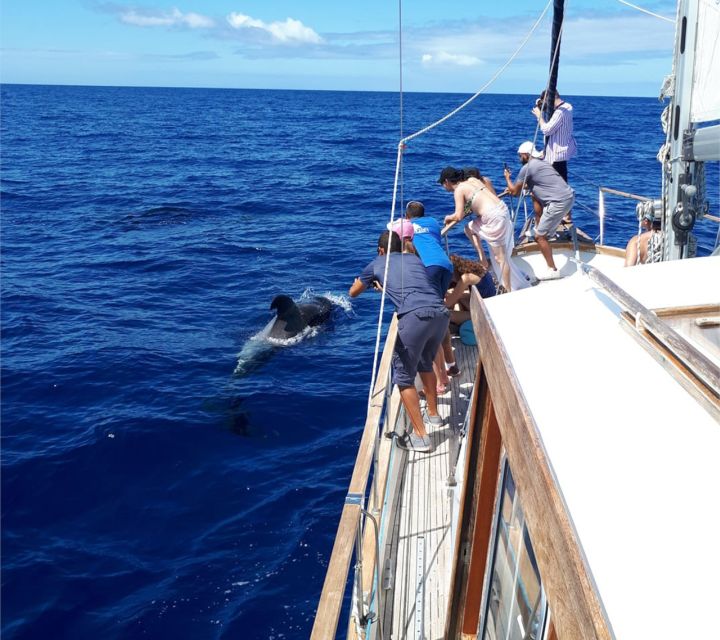 Funchal: Dolphin and Whale Watching Sailing Trip - Who will enjoy this trip most