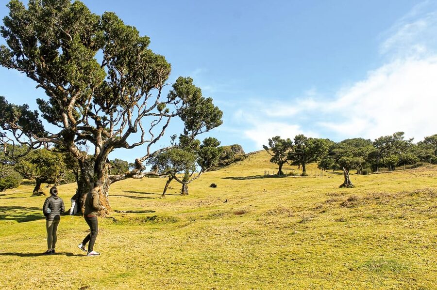 Funchal: Enchanted Terraces, Porto do Moniz & Fanal 4WD Tour - Why this northwest route works so well