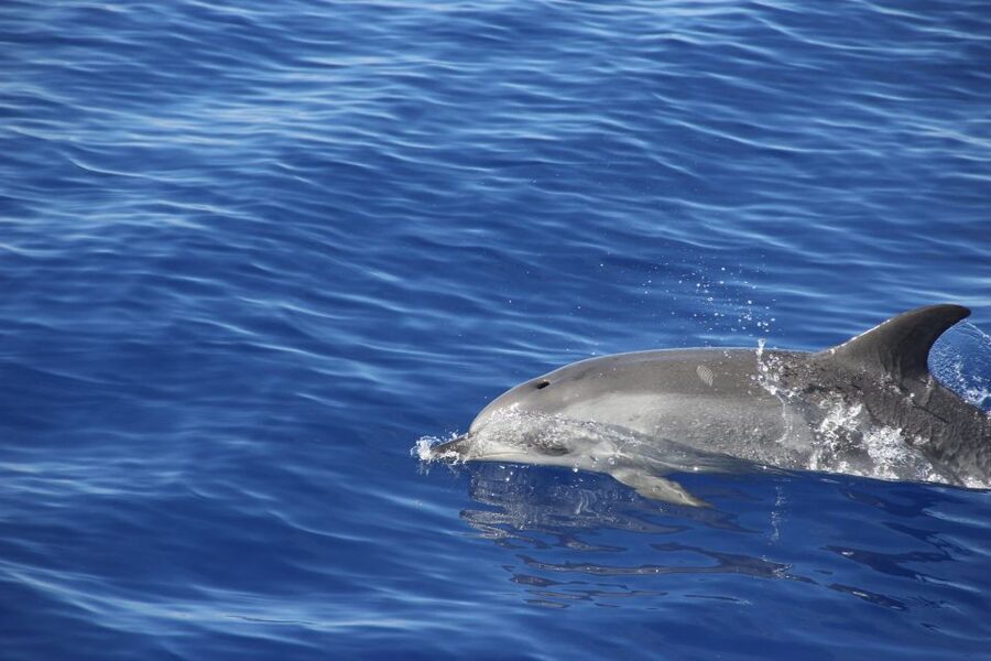 Funchal:Hop-on Hop-off Bus & Whale & Dolphin boat Excursion - Wine and embroidery in practical doses