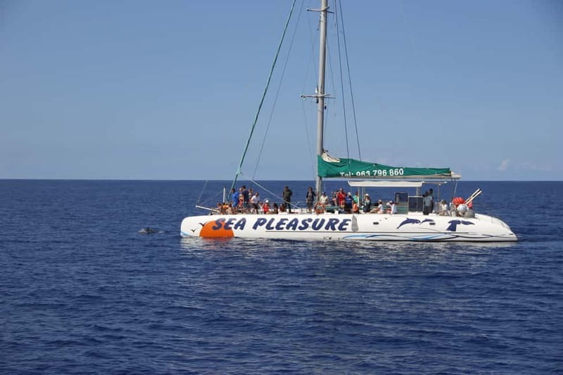 Funchal:Hop-on Hop-off Bus & Whale & Dolphin boat Excursion - Along the coast toward Câmara de Lobos