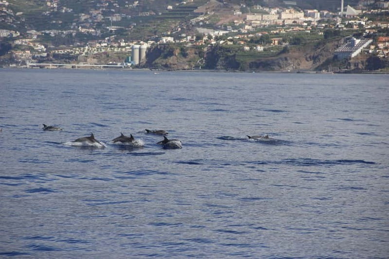 Funchal:Hop-on Hop-off Bus & Whale & Dolphin boat Excursion - What the catamaran adds